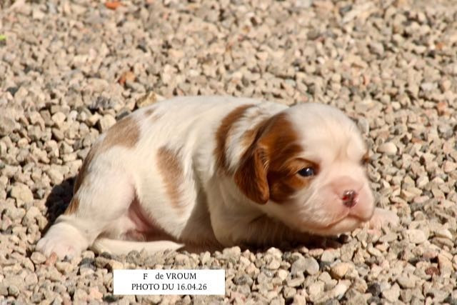 de la Bastide du Jas de Jeromes - Chiots disponibles - Cavalier King Charles Spaniel
