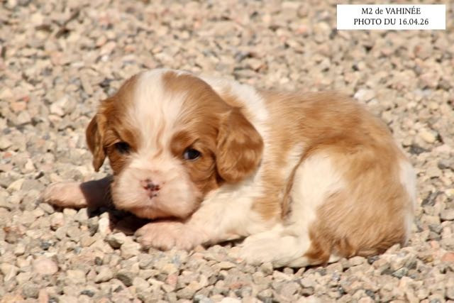 de la Bastide du Jas de Jeromes - Chiots disponibles - Cavalier King Charles Spaniel