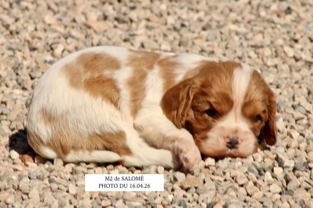 de la Bastide du Jas de Jeromes - Chiots disponibles - Cavalier King Charles Spaniel