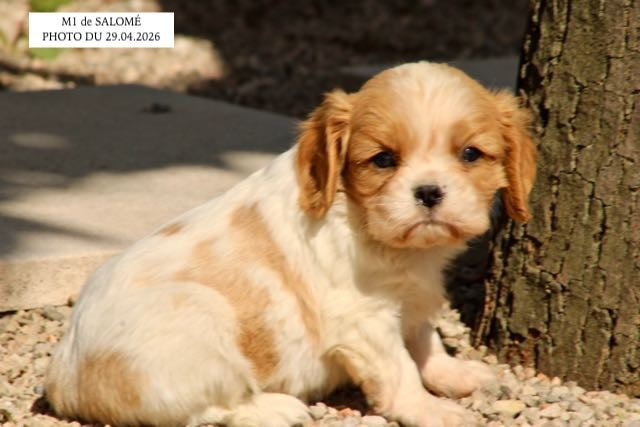 de la Bastide du Jas de Jeromes - Chiots disponibles - Cavalier King Charles Spaniel