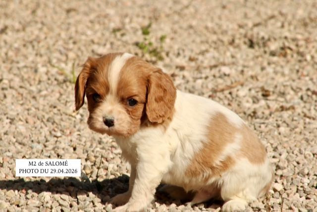 de la Bastide du Jas de Jeromes - Chiots disponibles - Cavalier King Charles Spaniel