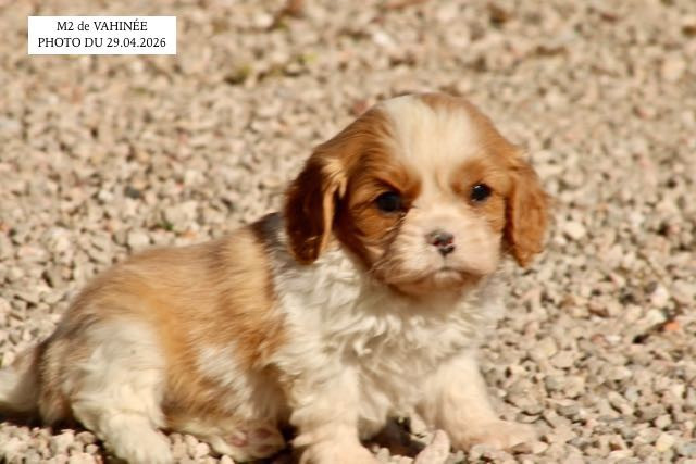 de la Bastide du Jas de Jeromes - Chiots disponibles - Cavalier King Charles Spaniel