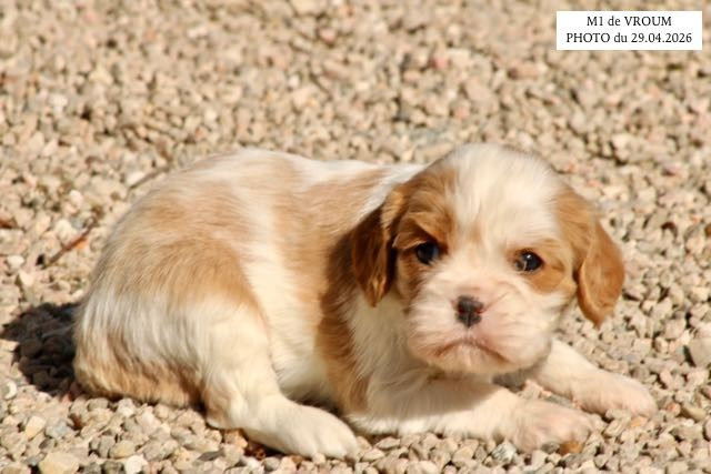 de la Bastide du Jas de Jeromes - Chiots disponibles - Cavalier King Charles Spaniel