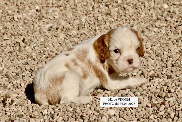 de la Bastide du Jas de Jeromes - Chiots disponibles - Cavalier King Charles Spaniel