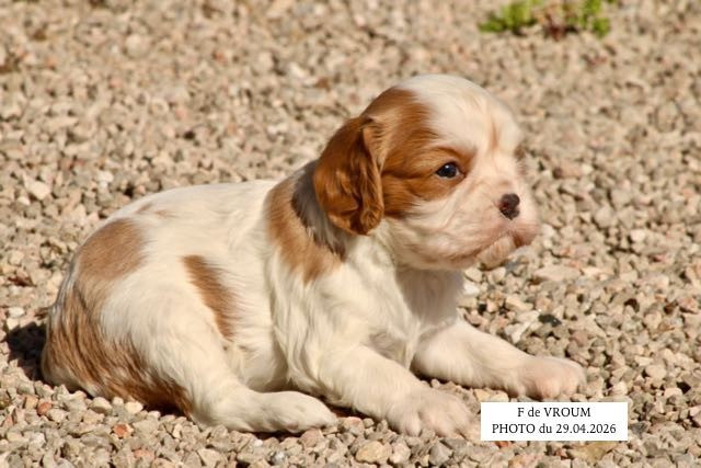 de la Bastide du Jas de Jeromes - Chiots disponibles - Cavalier King Charles Spaniel