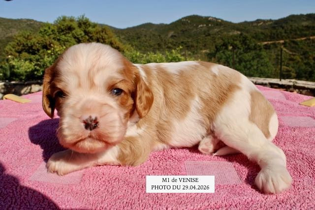 de la Bastide du Jas de Jeromes - Chiots disponibles - Cavalier King Charles Spaniel