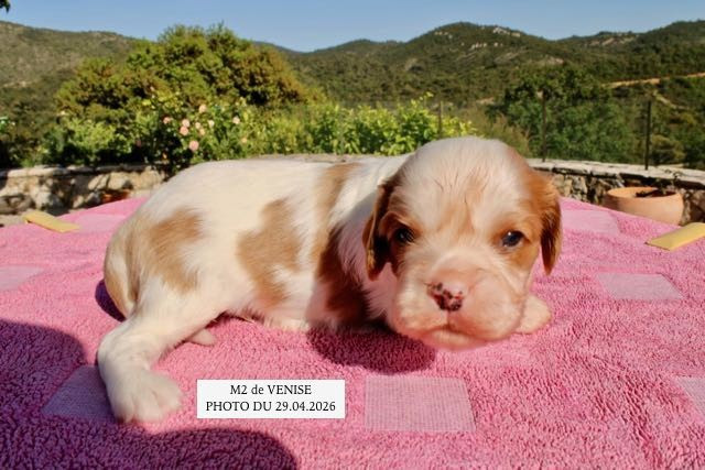 de la Bastide du Jas de Jeromes - Chiots disponibles - Cavalier King Charles Spaniel