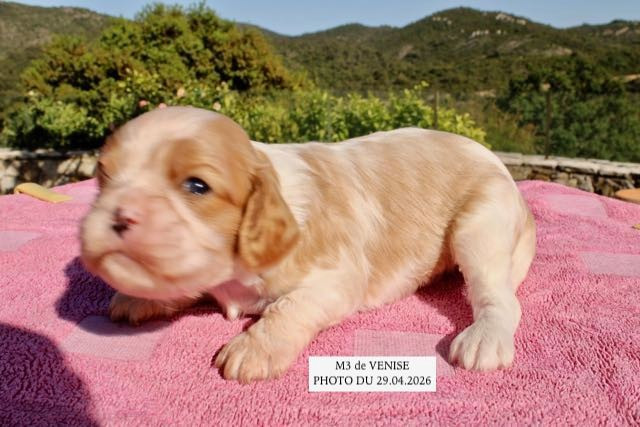 de la Bastide du Jas de Jeromes - Chiots disponibles - Cavalier King Charles Spaniel