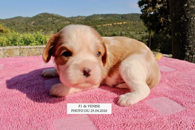 de la Bastide du Jas de Jeromes - Chiots disponibles - Cavalier King Charles Spaniel