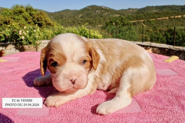de la Bastide du Jas de Jeromes - Chiots disponibles - Cavalier King Charles Spaniel