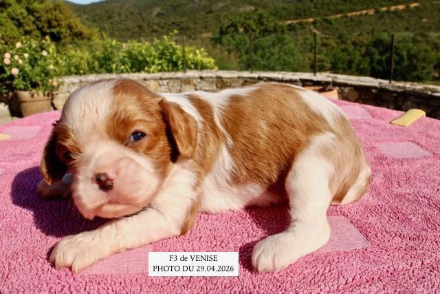 de la Bastide du Jas de Jeromes - Chiots disponibles - Cavalier King Charles Spaniel