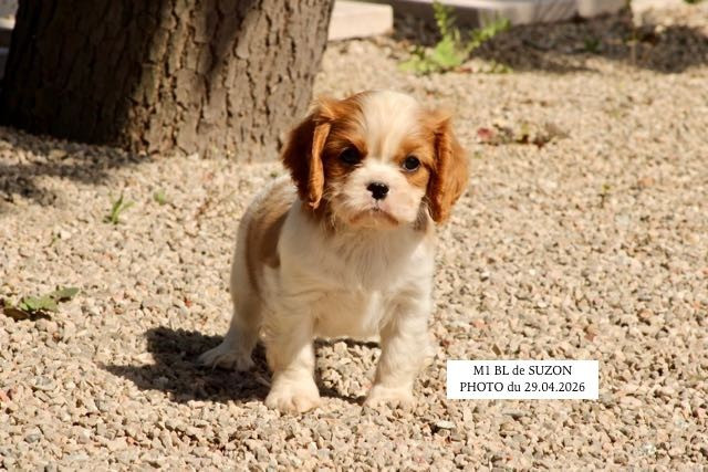 de la Bastide du Jas de Jeromes - Cavalier King Charles Spaniel - Portée née le 13/03/2026