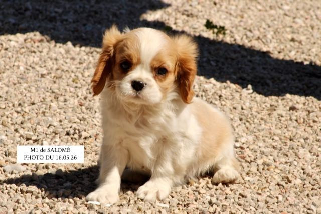 de la Bastide du Jas de Jeromes - Cavalier King Charles Spaniel - Portée née le 18/03/2026