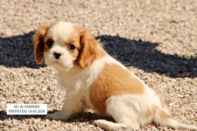 de la Bastide du Jas de Jeromes - Cavalier King Charles Spaniel - Portée née le 21/03/2026