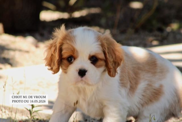de la Bastide du Jas de Jeromes - Chiots disponibles - Cavalier King Charles Spaniel