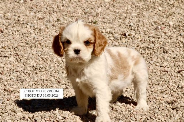 de la Bastide du Jas de Jeromes - Chiots disponibles - Cavalier King Charles Spaniel