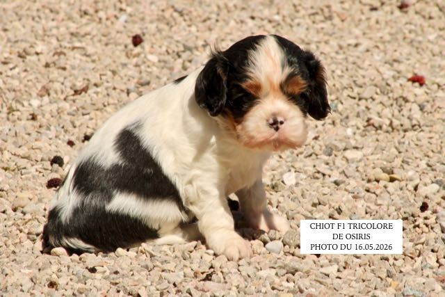 de la Bastide du Jas de Jeromes - Chiots disponibles - Cavalier King Charles Spaniel