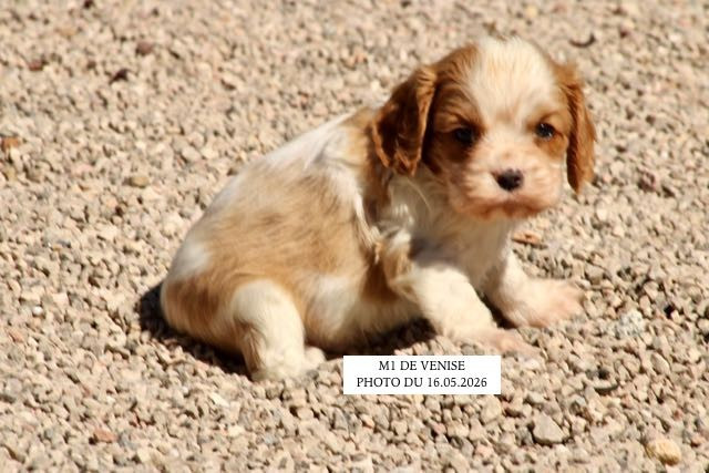 de la Bastide du Jas de Jeromes - Chiots disponibles - Cavalier King Charles Spaniel