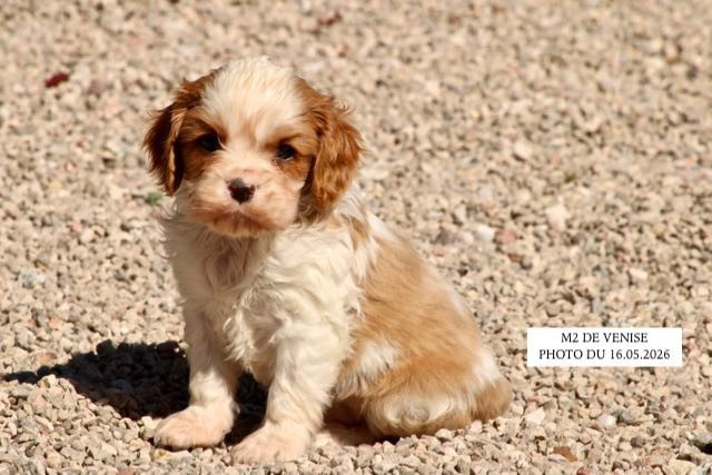 de la Bastide du Jas de Jeromes - Chiots disponibles - Cavalier King Charles Spaniel