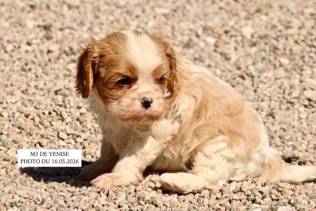 de la Bastide du Jas de Jeromes - Chiots disponibles - Cavalier King Charles Spaniel