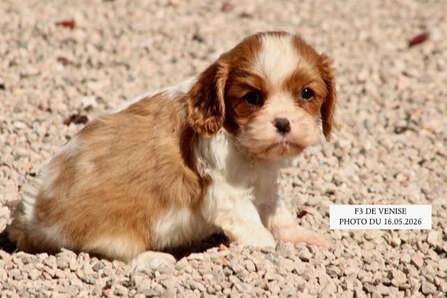 de la Bastide du Jas de Jeromes - Chiots disponibles - Cavalier King Charles Spaniel