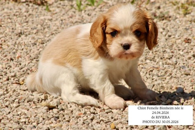 de la Bastide du Jas de Jeromes - Cavalier King Charles Spaniel - Portée née le 24/04/2026