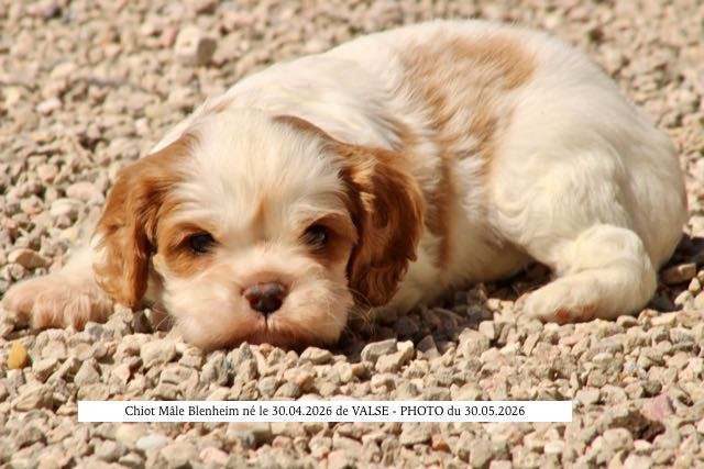 de la Bastide du Jas de Jeromes - Chiots disponibles - Cavalier King Charles Spaniel