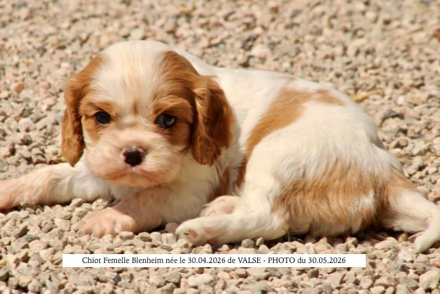 de la Bastide du Jas de Jeromes - Chiots disponibles - Cavalier King Charles Spaniel