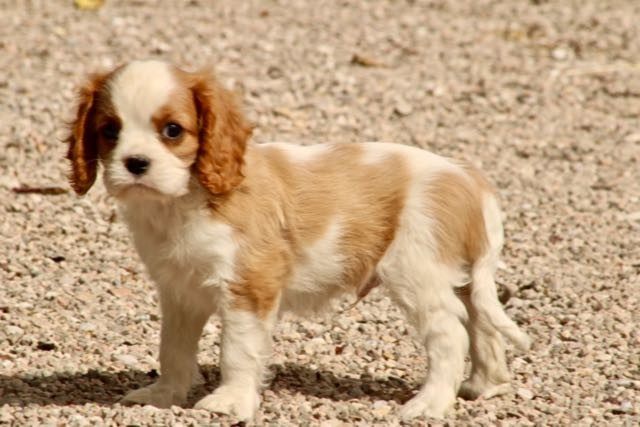 de la Bastide du Jas de Jeromes - Cavalier King Charles Spaniel - Portée née le 09/04/2026