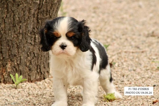 de la Bastide du Jas de Jeromes - Cavalier King Charles Spaniel - Portée née le 14/04/2026