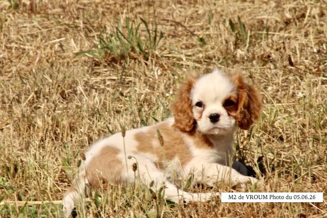 de la Bastide du Jas de Jeromes - Chiots disponibles - Cavalier King Charles Spaniel