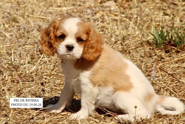 de la Bastide du Jas de Jeromes - Cavalier King Charles Spaniel - Portée née le 24/04/2026