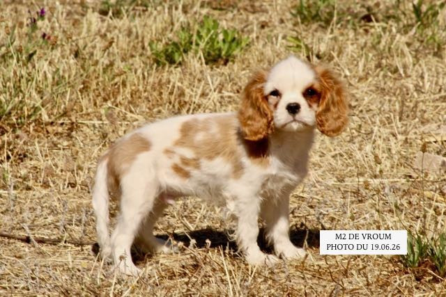 de la Bastide du Jas de Jeromes - Chiots disponibles - Cavalier King Charles Spaniel