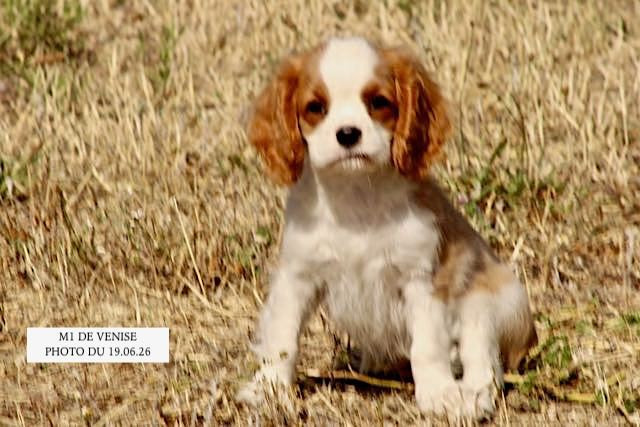 de la Bastide du Jas de Jeromes - Cavalier King Charles Spaniel - Portée née le 09/04/2026