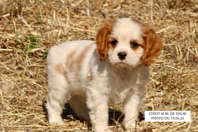 de la Bastide du Jas de Jeromes - Chiots disponibles - Cavalier King Charles Spaniel