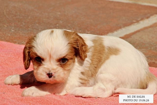 de la Bastide du Jas de Jeromes - Chiots disponibles - Cavalier King Charles Spaniel