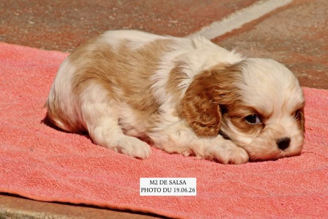 de la Bastide du Jas de Jeromes - Chiots disponibles - Cavalier King Charles Spaniel