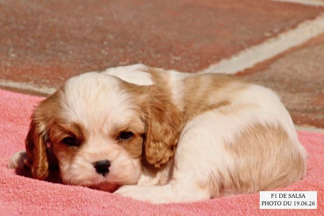 de la Bastide du Jas de Jeromes - Chiots disponibles - Cavalier King Charles Spaniel