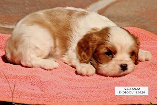 de la Bastide du Jas de Jeromes - Chiots disponibles - Cavalier King Charles Spaniel