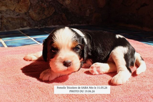 de la Bastide du Jas de Jeromes - Chiots disponibles - Cavalier King Charles Spaniel