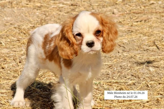 de la Bastide du Jas de Jeromes - Chiots disponibles - Cavalier King Charles Spaniel