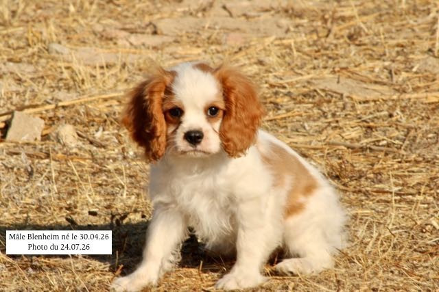 de la Bastide du Jas de Jeromes - Chiots disponibles - Cavalier King Charles Spaniel