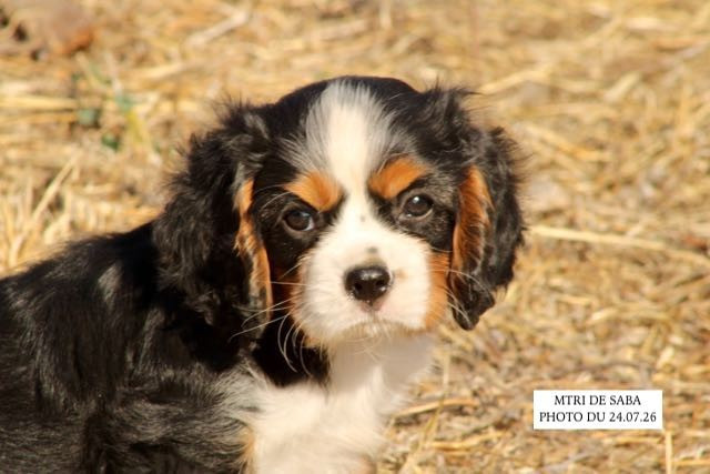 de la Bastide du Jas de Jeromes - Cavalier King Charles Spaniel - Portée née le 31/05/2026