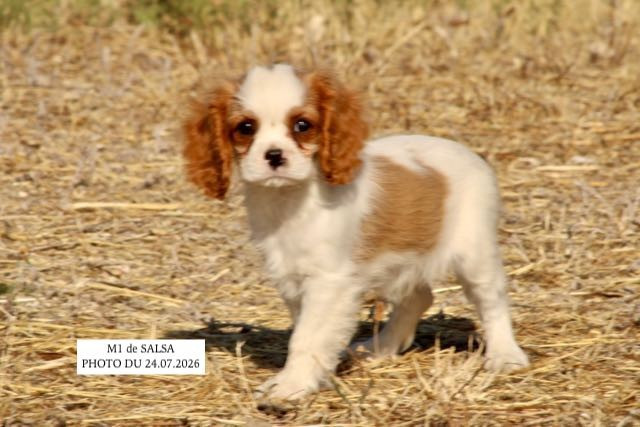 de la Bastide du Jas de Jeromes - Chiots disponibles - Cavalier King Charles Spaniel