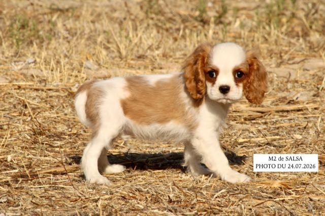 de la Bastide du Jas de Jeromes - Chiots disponibles - Cavalier King Charles Spaniel