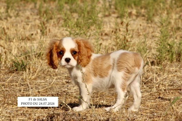 de la Bastide du Jas de Jeromes - Chiots disponibles - Cavalier King Charles Spaniel