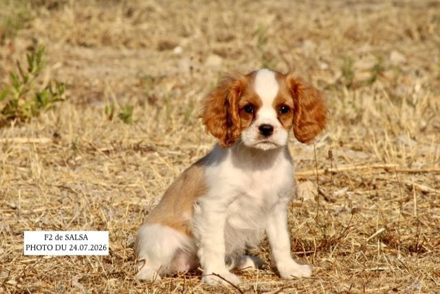 de la Bastide du Jas de Jeromes - Chiots disponibles - Cavalier King Charles Spaniel