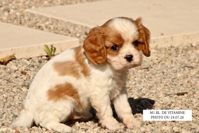 de la Bastide du Jas de Jeromes - Chiots disponibles - Cavalier King Charles Spaniel