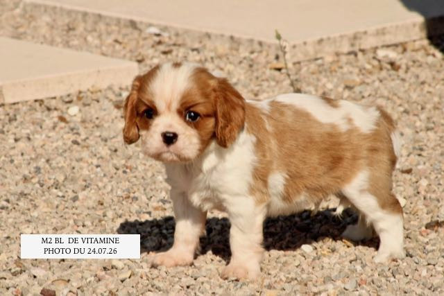 de la Bastide du Jas de Jeromes - Chiots disponibles - Cavalier King Charles Spaniel