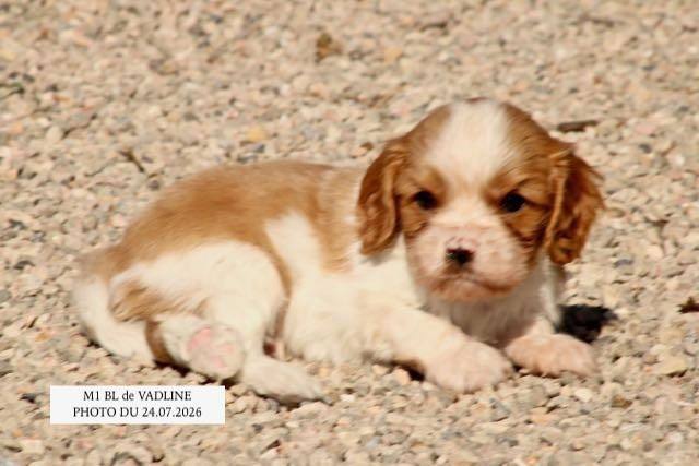 de la Bastide du Jas de Jeromes - Chiots disponibles - Cavalier King Charles Spaniel